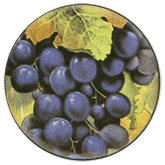 Grapes Cabernet